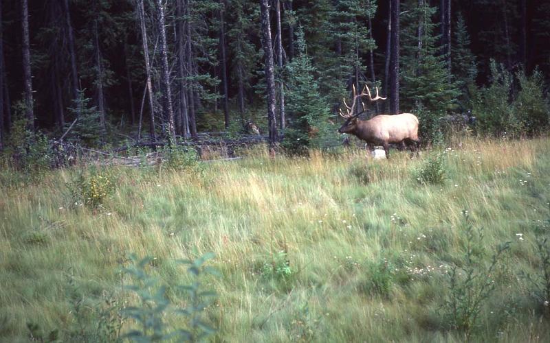 C Rockies 023 Sep-1981 Elk.jpg